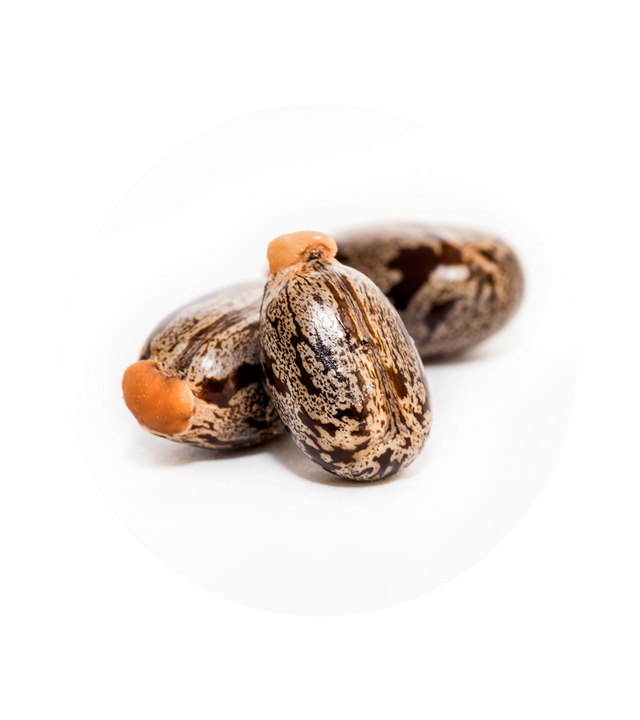 Castor Beans used in creating Polyamid 11